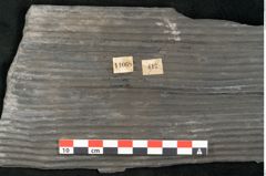 Foto (Detailansicht) von Sigillaria elongata Brongniart (NHMW-GEO-2024-0188-11068)